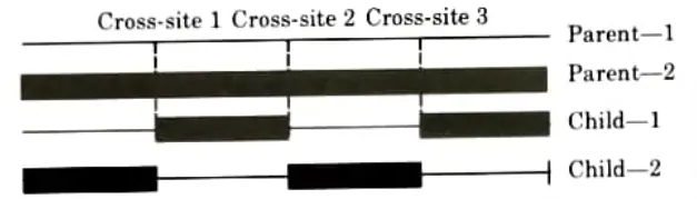 Explain the types of crossover with example