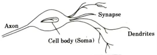 Explain the structure of a biological neuron with the help of diagram. Application of Soft Computing 