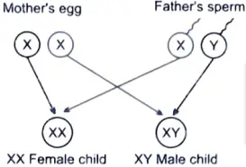 Justify this statement with the help of a flow chart showing sex-determination in human beings. 
