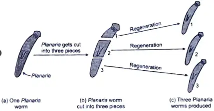 With the help of neat diagrams, explain the process of regeneration in Planaria. 